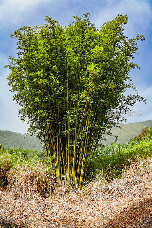 竹Schizostachyum glaucifolia, poly尼西亚独木舟植物，大岛南部，夏威夷